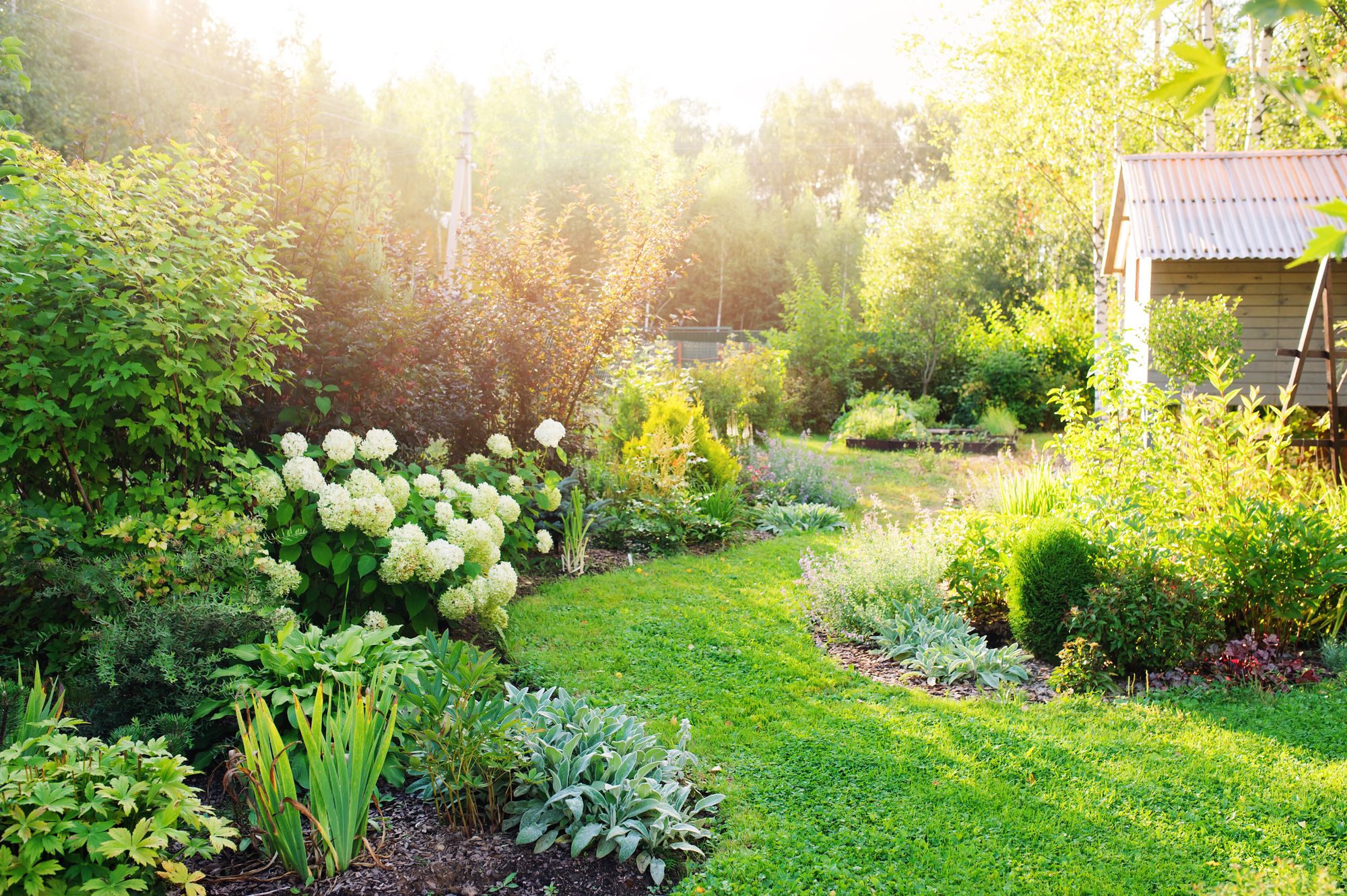 Fit für Hitze und Dürre: 10 Tipps für den klimaresistenten Garten